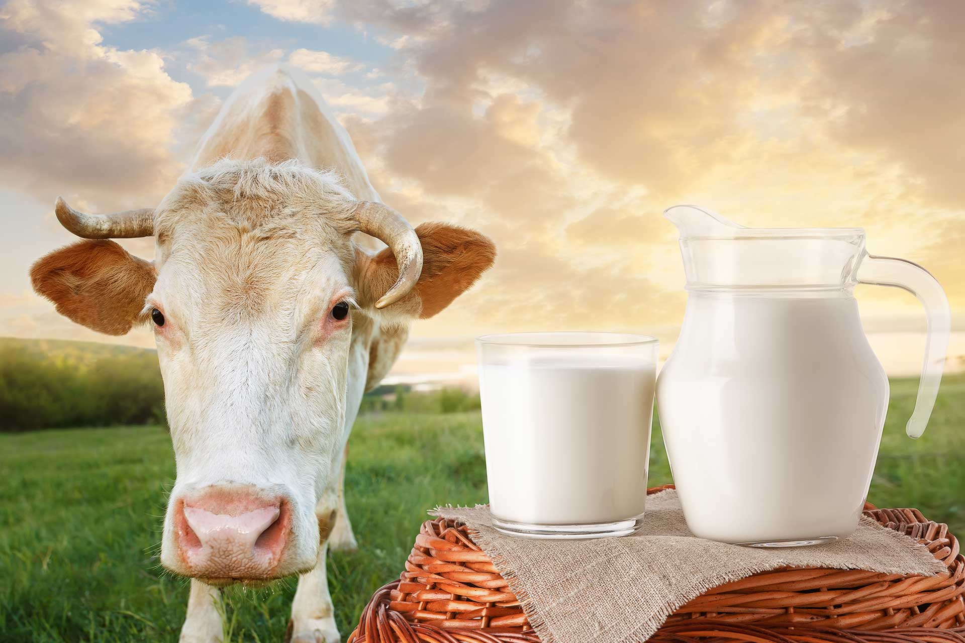 About Us - Global Dairy Platform