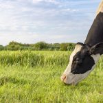 How Dairy Optimizes Natural Resources