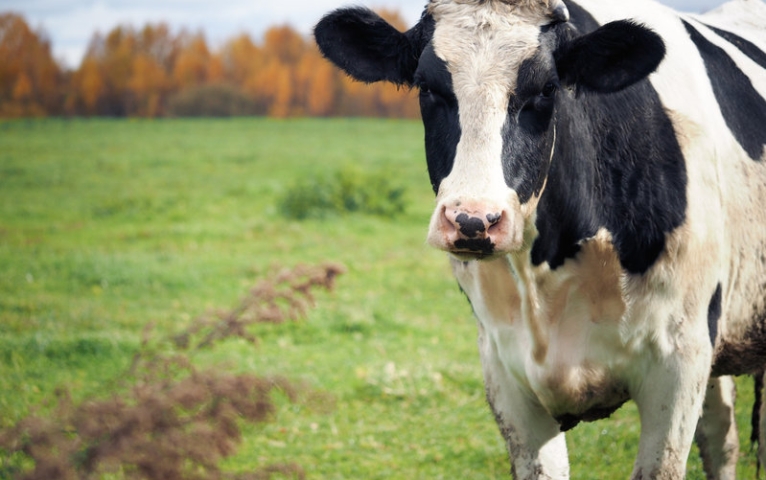 Portrait of an ordinary cow on the background of a field